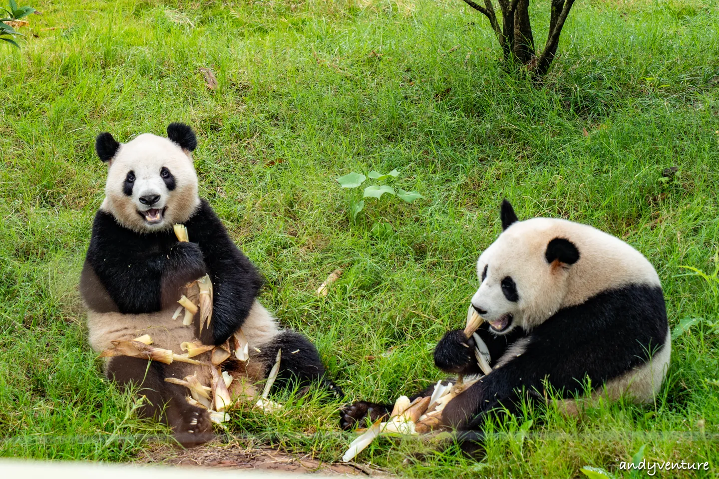 成都大熊貓繁育基地